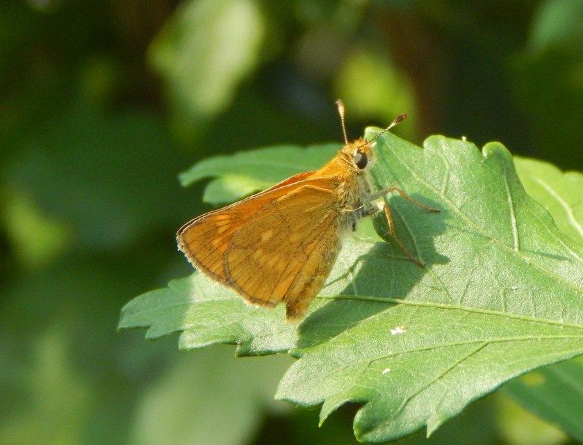 Ochlodes sylvanus - erdei busalepke