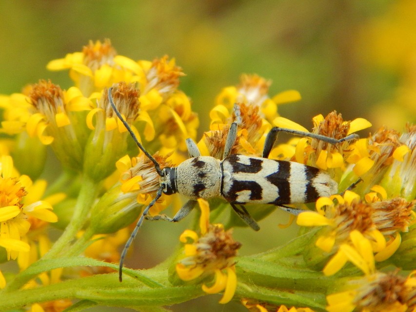 Chlorophorus varius - díszes darázscincér