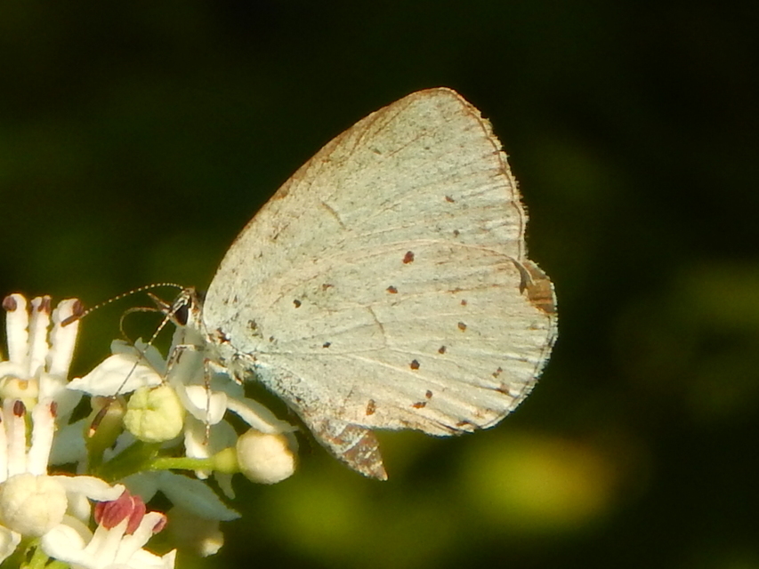 Celastrina argiolus - bengeboglárka
