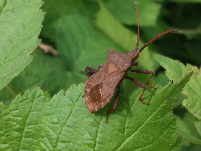 Coreus marginatus - közönséges karimáspoloska