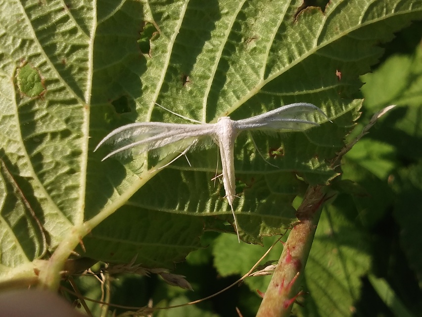 Pterophorus pentadactyla - fehér tollasmoly