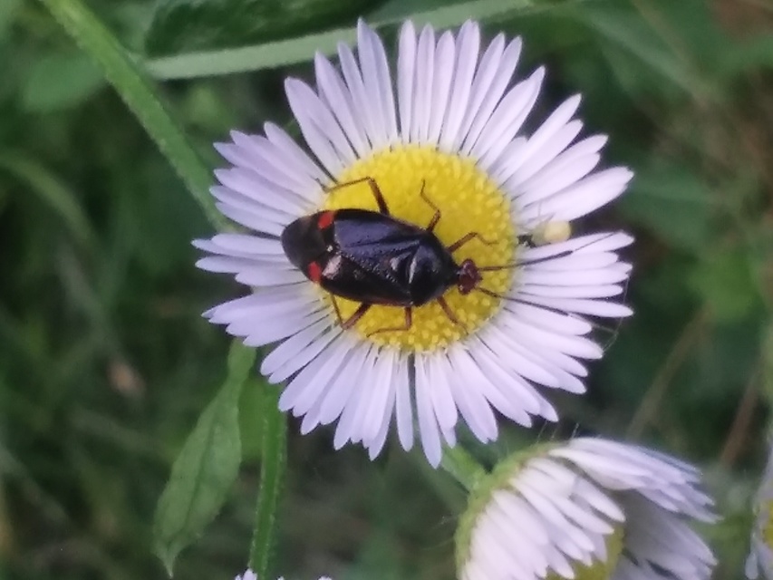 Deraeocoris ruber - vöröses mezeipoloska