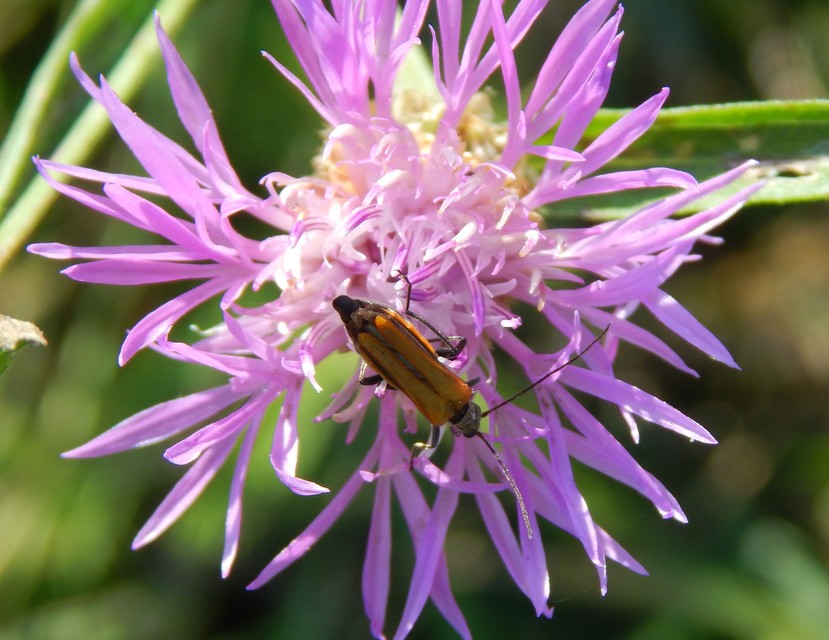 Oedemera femorata - sárgahátú álcincér