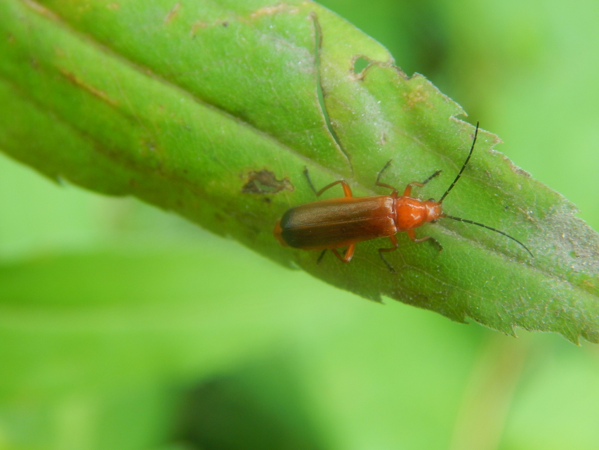 Rhagonycha fulva - feketevégű lágybogár