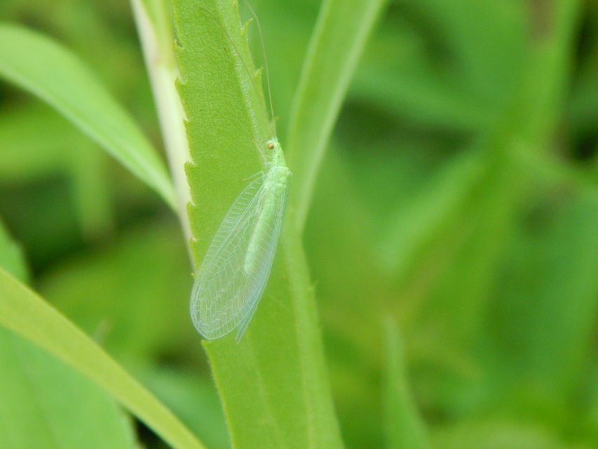 Chrysopidae - zöldfátyolkák