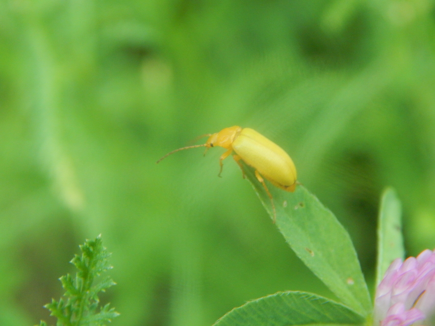 Cteniopus sulphureus - közönséges kénbogár Cteniopus sulphureus - közönséges kénbogár