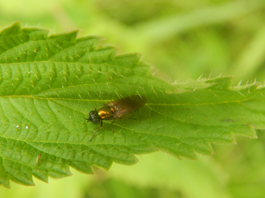 Chloromyia