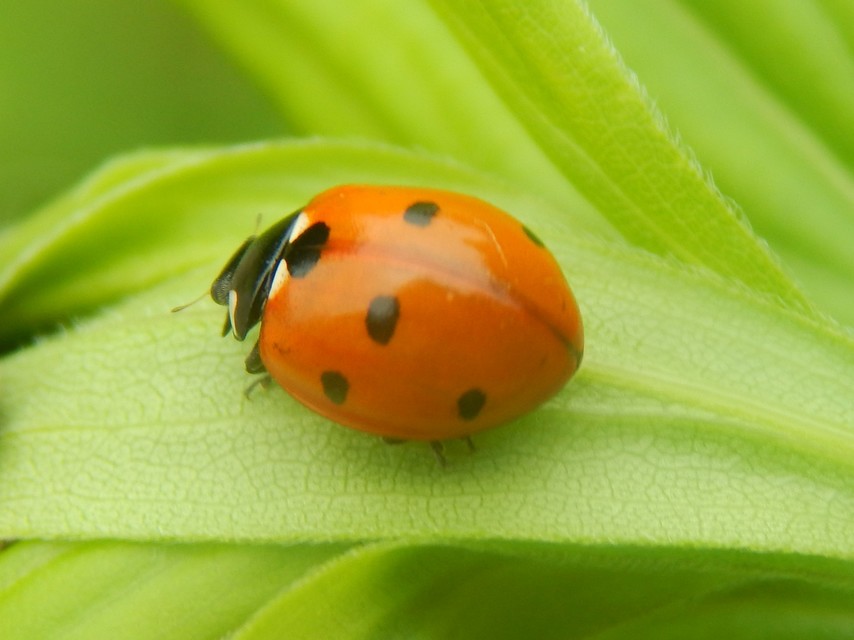 Coccinella septempunctata - hétpettyes katica
