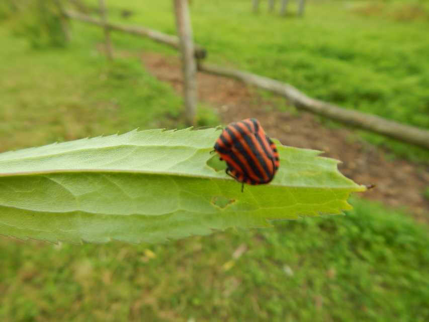 Graphosoma italicum - csíkos pajzsospoloska