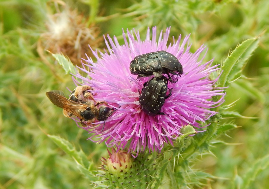 Oxythyrea funesta - sokpettyes virágbogár