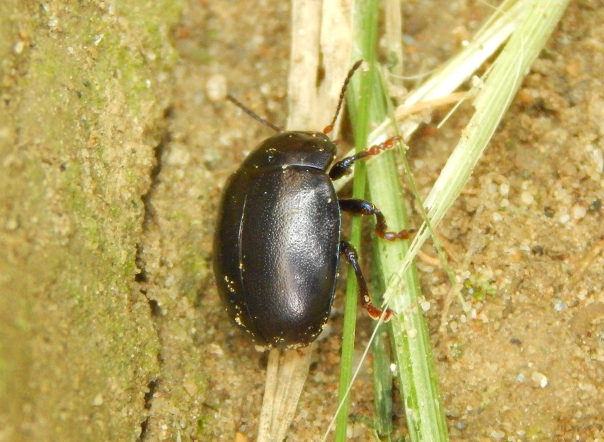 Chrysolina sturmi - vöröslábú levelész