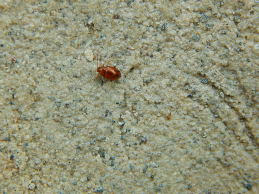Neocrepidodera