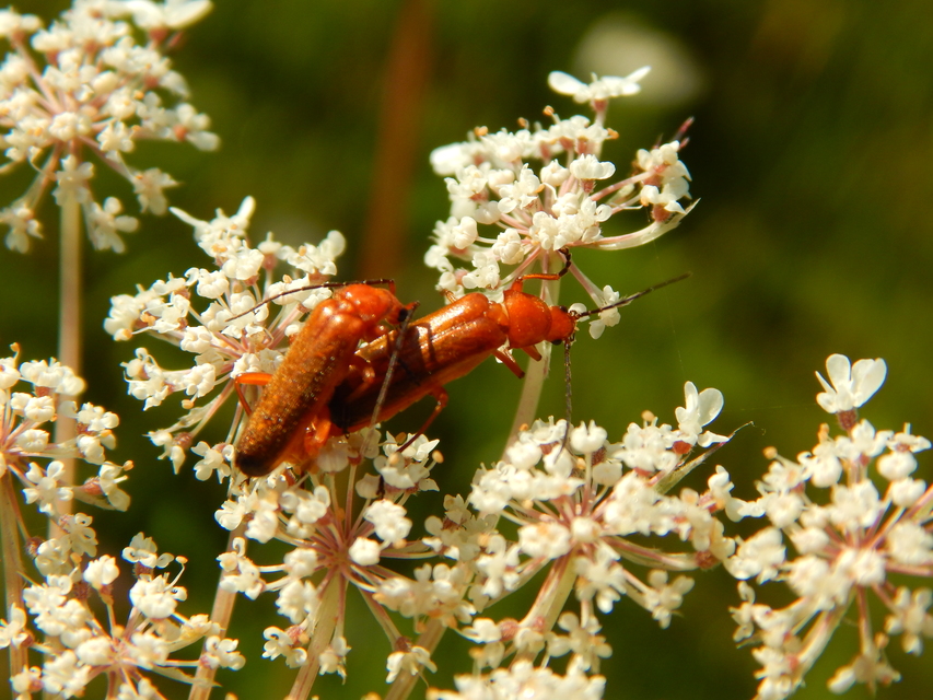 Rhagonycha fulva - feketevégű lágybogár
