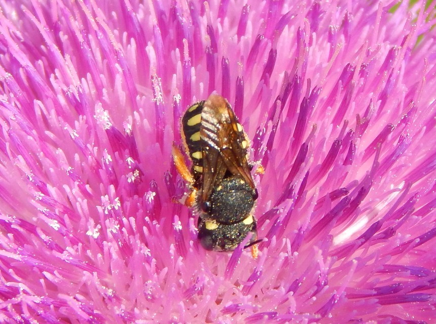 Anthidium