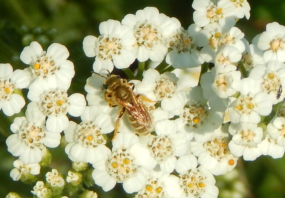 Hymenoptera - Hártyásszárnyúak