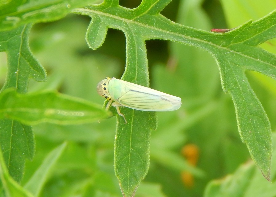 Cicadella viridis - méregzöld kabóca