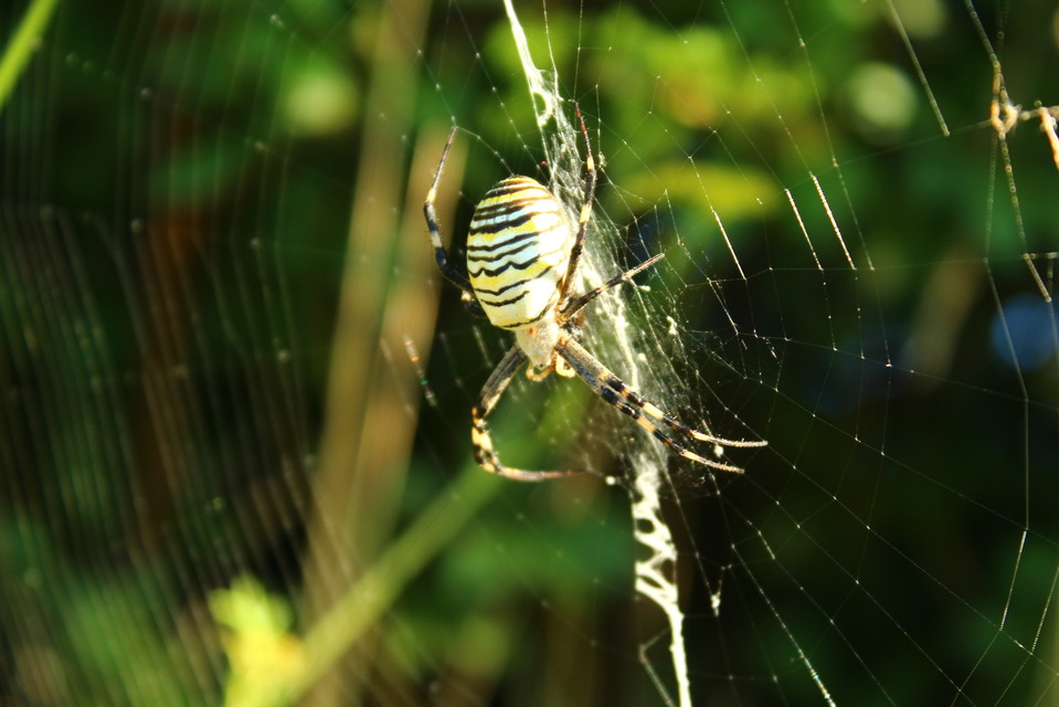 Argiope bruennichi - darázspók