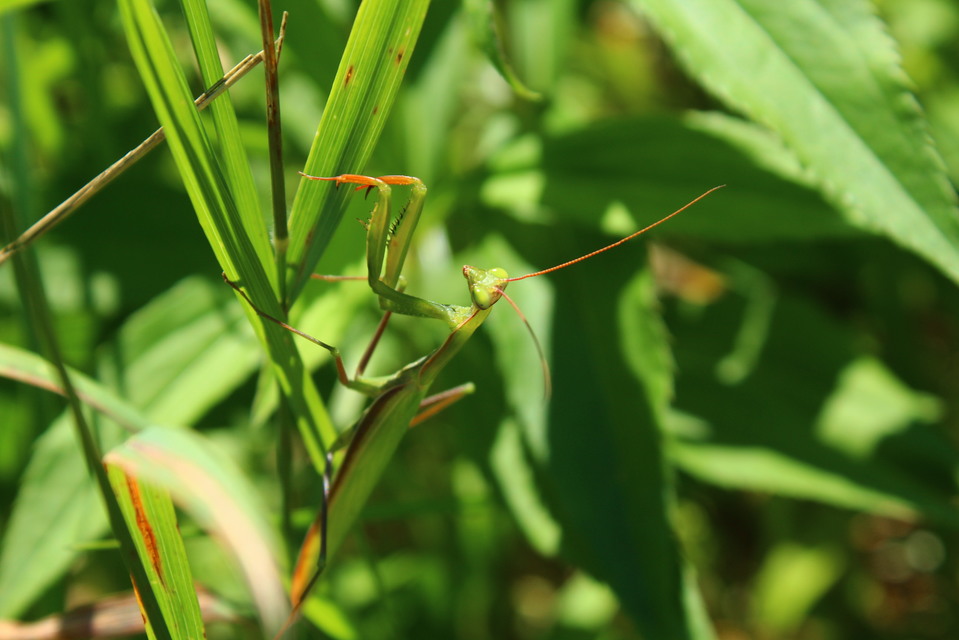 Mantis religiosa - imádkozósáska
