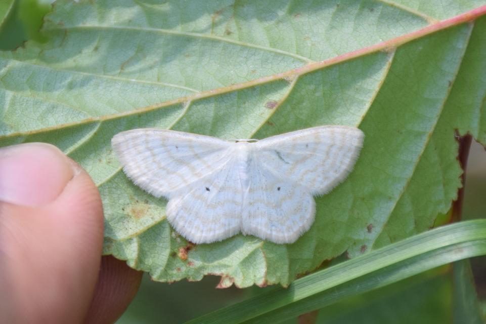 Scopula immutata - réti fehéraraszoló