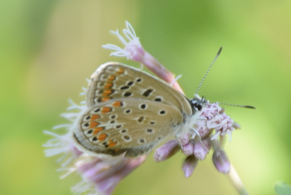Polyommatus icarus - közönséges boglárka