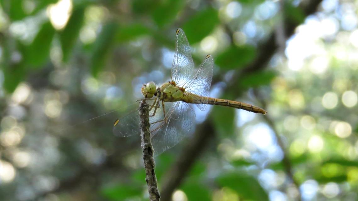 Sympetrum meridionale - fakó katona-szitakötő