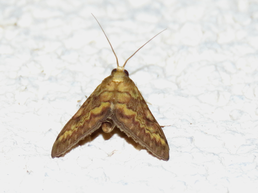Ostrinia nubilalis - kukoricamoly