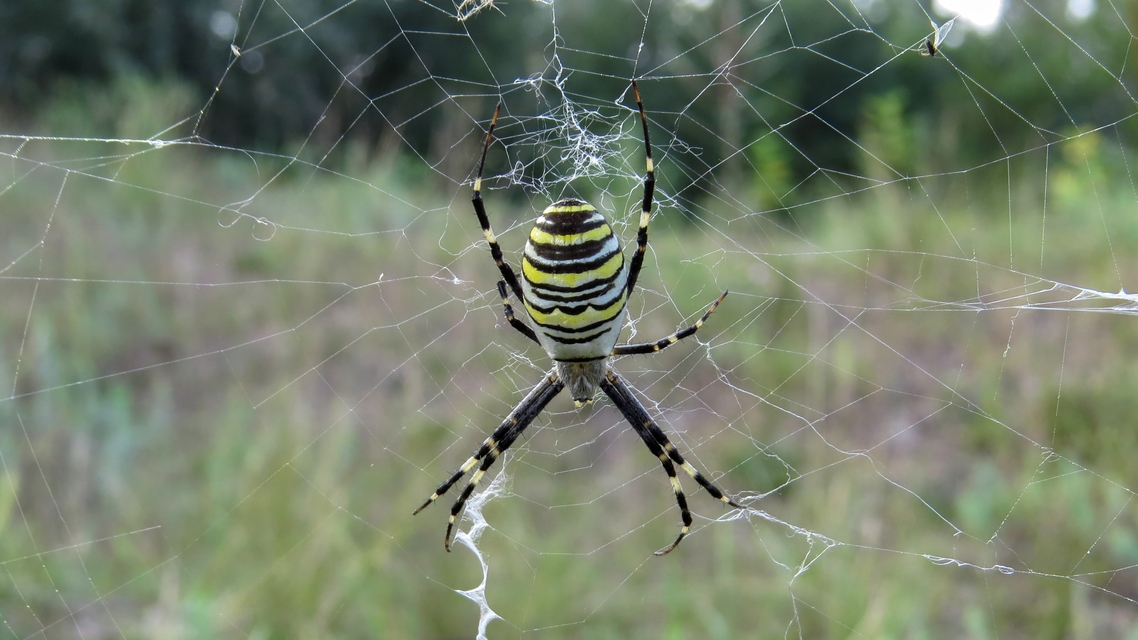 Argiope bruennichi - darázspók