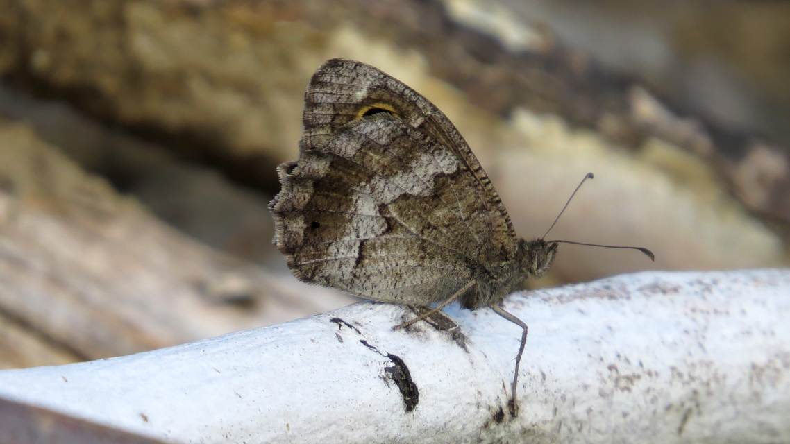 Hipparchia statilinus - homoki szemeslepke