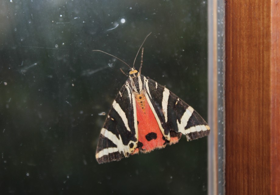 Euplagia quadripunctaria - csíkos medvelepke