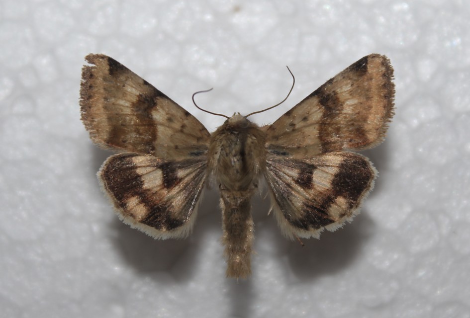 Heliothis viriplaca - mácsonyabagoly