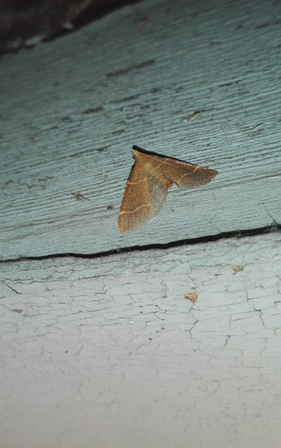 Hypsopygia glaucinalis - rezes fényilonca