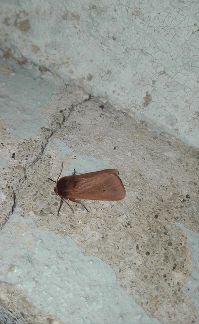 Phragmatobia fuliginosa - füstös medvelepke