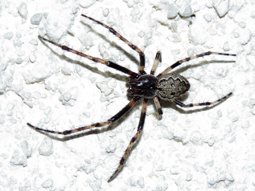 Nuctenea umbratica - közönséges rés-keresztespók