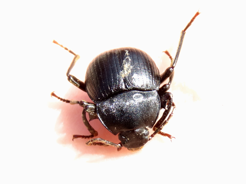 Accanthopus velikensis