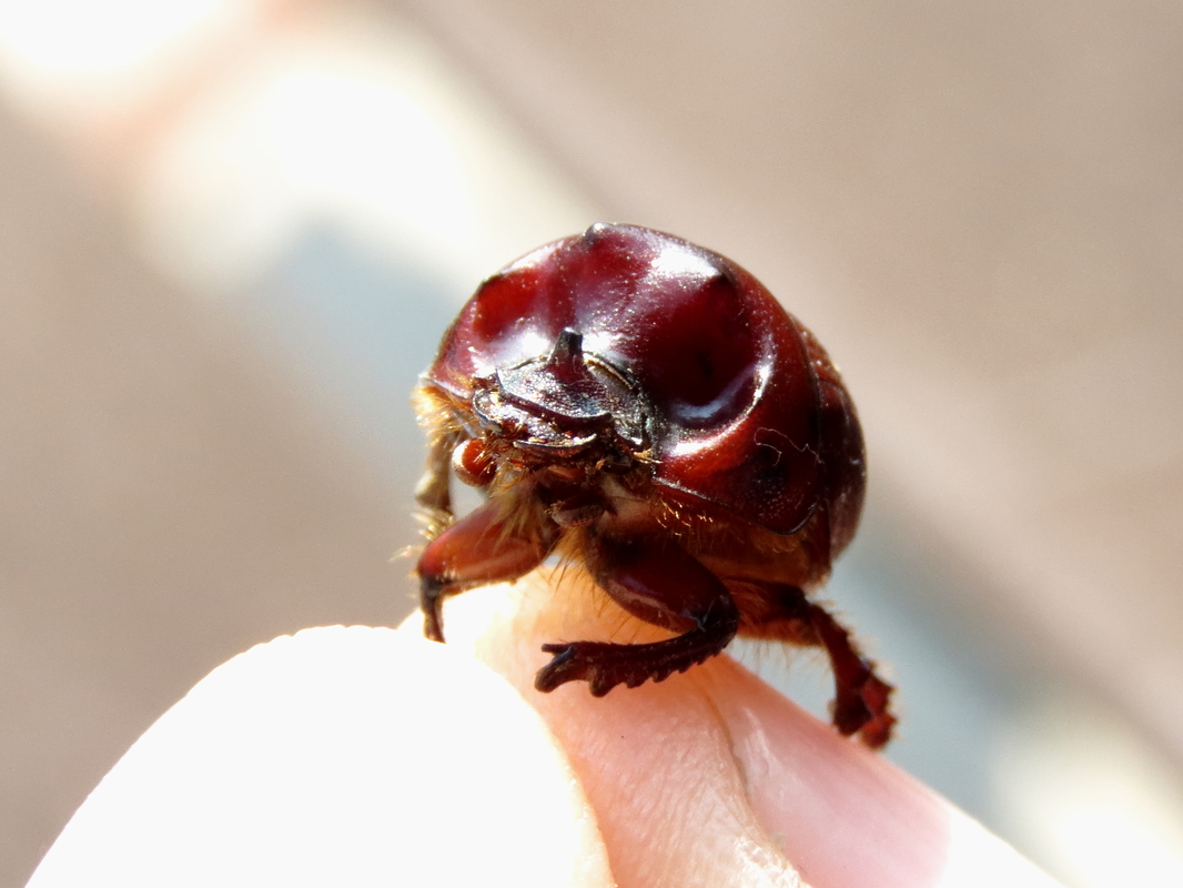 Bolbelasmus unicornis - szarvas álganéjtúró