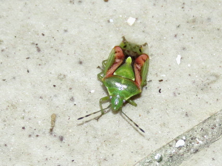 Cyphostethus tristriatus - boróka-dajkapoloska Cyphostethus tristriatus - boróka-dajkapoloska