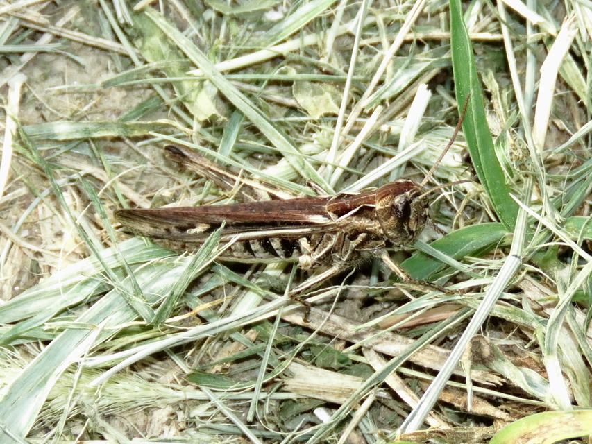 Chorthippus brunneus - közönséges tarlósáska