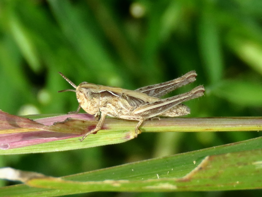 Chorthippus (Glyptobothrus) (subgenus)