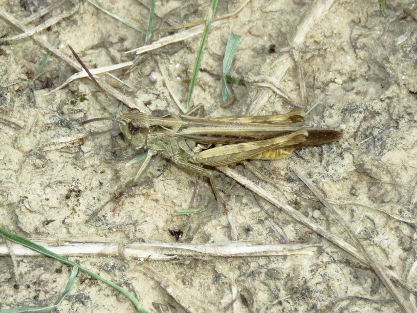 Chorthippus brunneus - közönséges tarlósáska