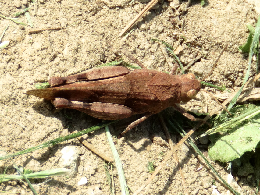 Oedipoda caerulescens - kékszárnyú sáska