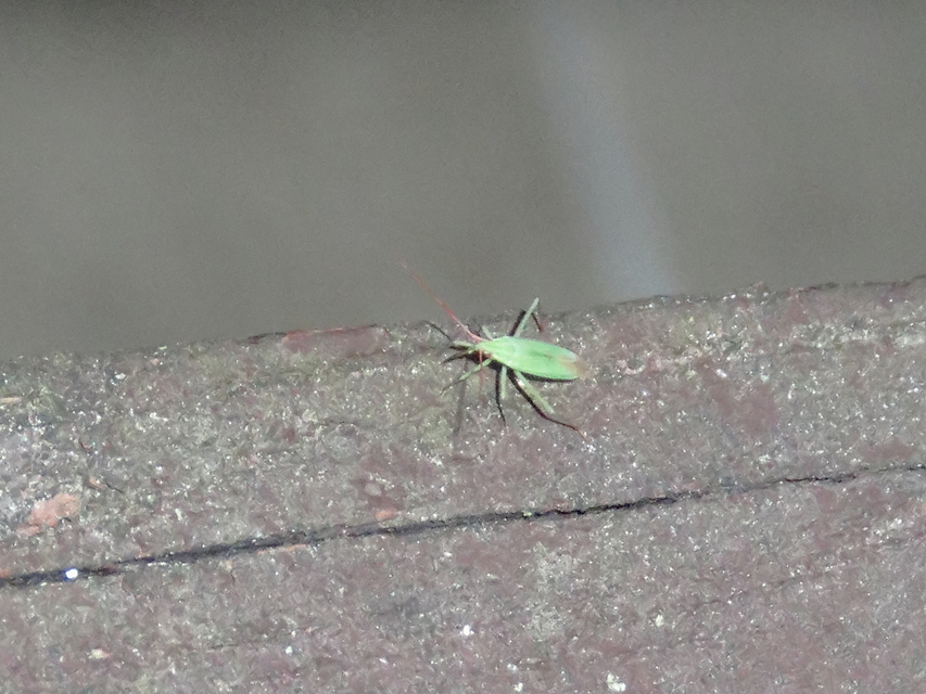 Trigonotylus ruficornis - vöröscsápú mezeipoloska (Állathatározó)