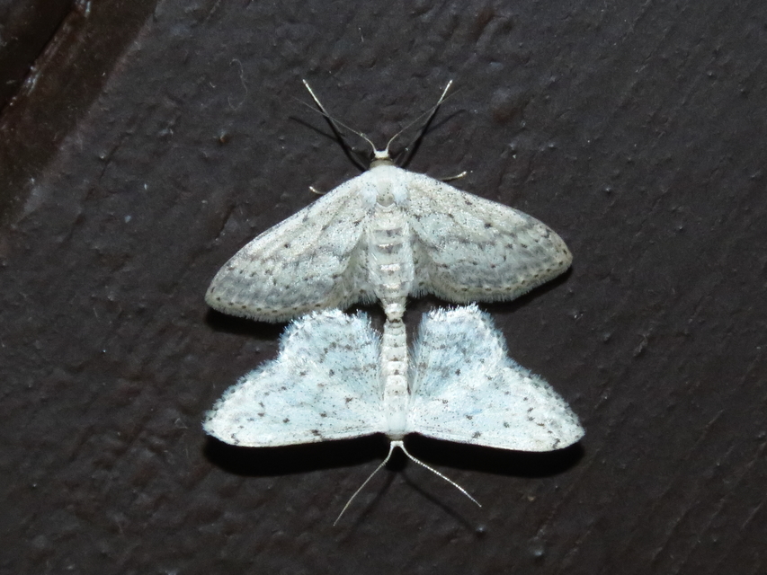 Idaea seriata - szürke apróaraszoló