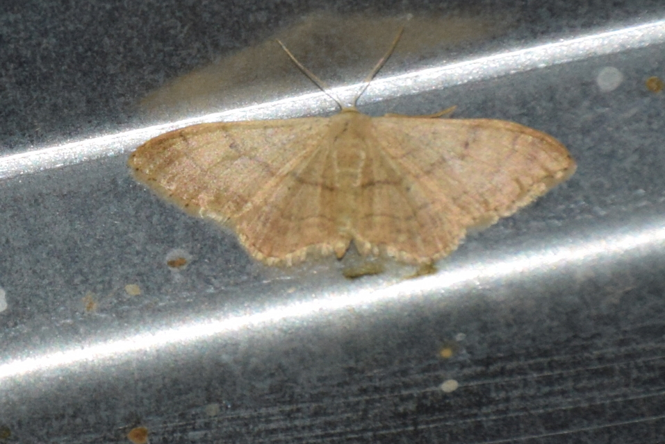 Idaea deversaria - egyszínű sávosaraszoló