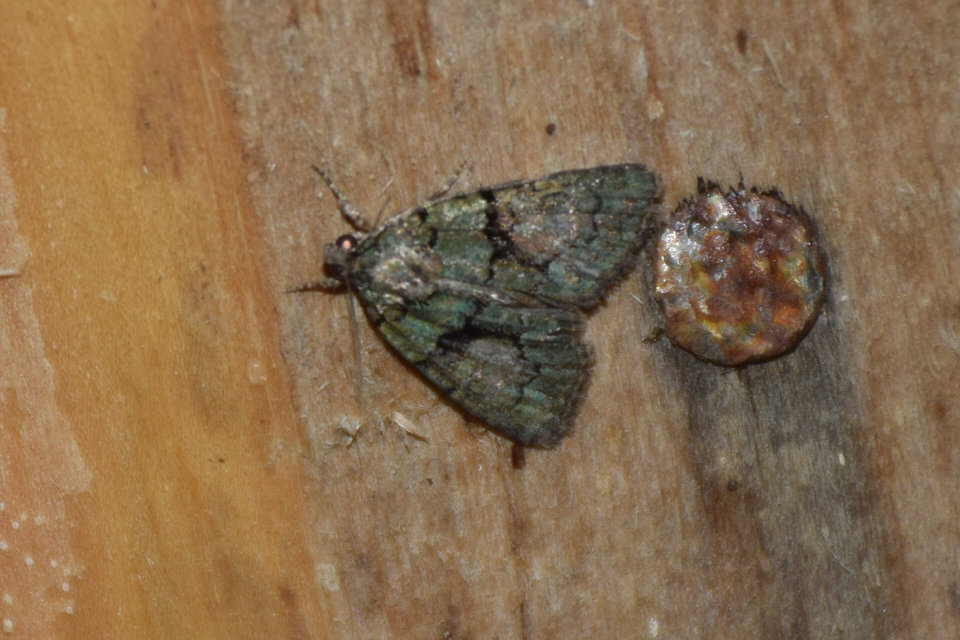 Cryphia algae - sárgászöld zuzmóbagoly