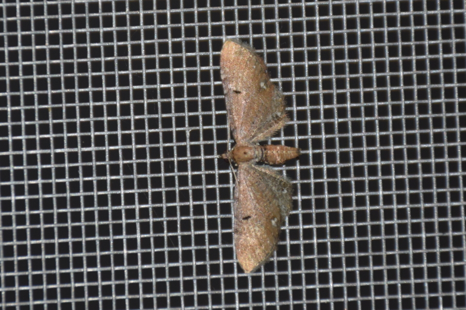 Eupithecia absinthiata - üröm-törpearaszoló