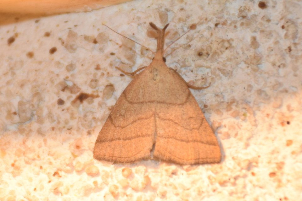 Polypogon tentacularia - sötétaljú karcsúbagoly