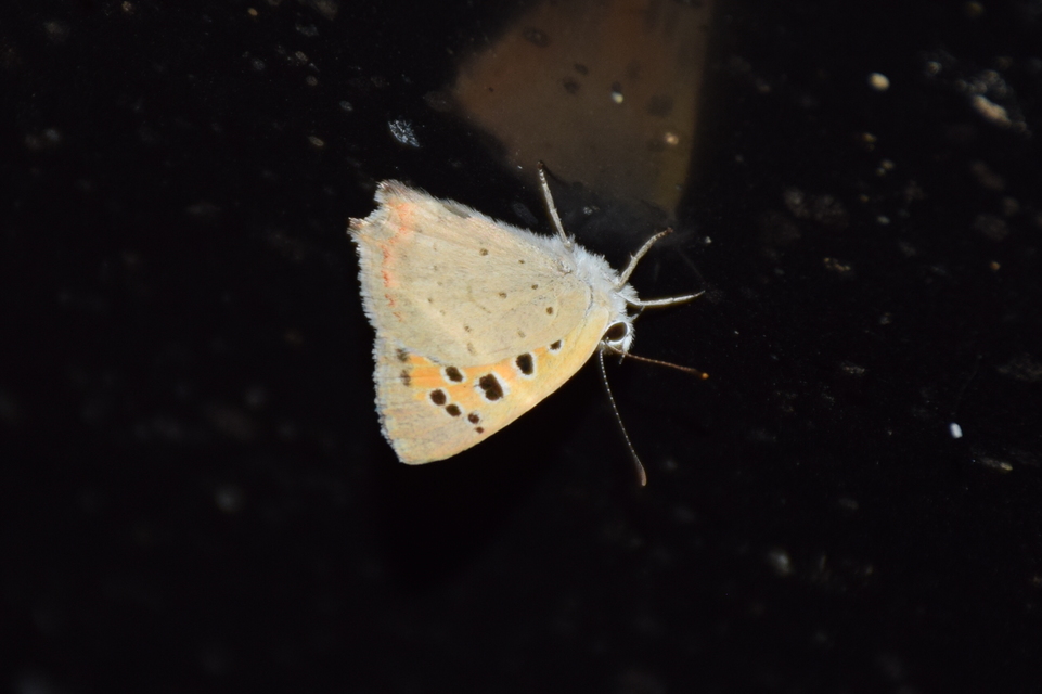 Lycaena phlaeas - közönséges tűzlepke