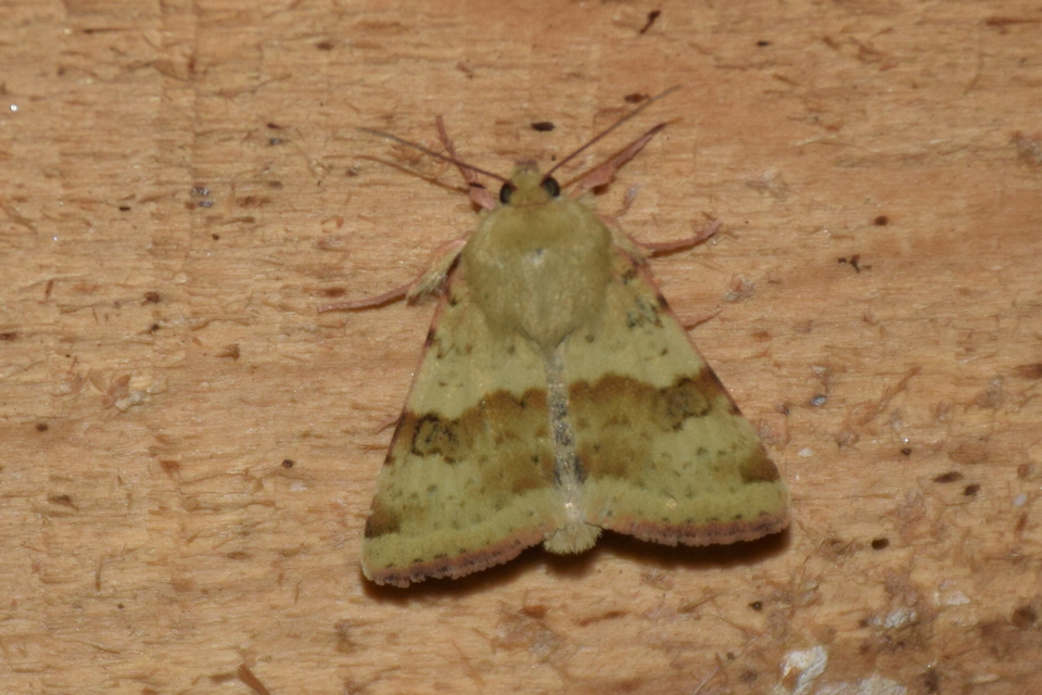 Heliothis viriplaca - mácsonyabagoly