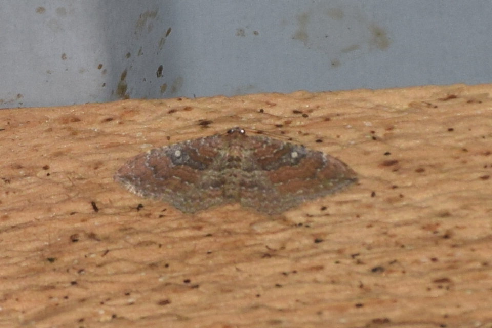 Orthonama obstipata - vándoraraszoló