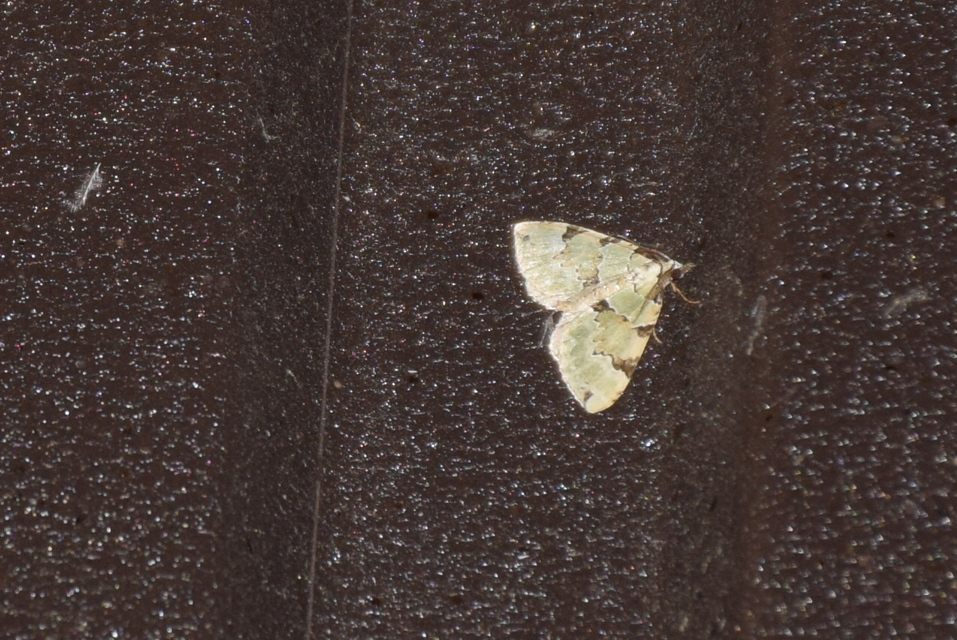 Colostygia pectinataria - zöld levélaraszoló